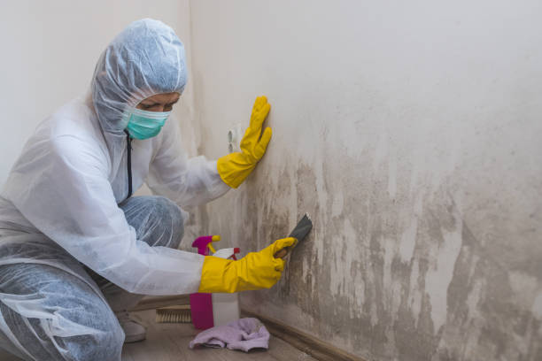 Professional Mold Removal in Lake Crystal, MN