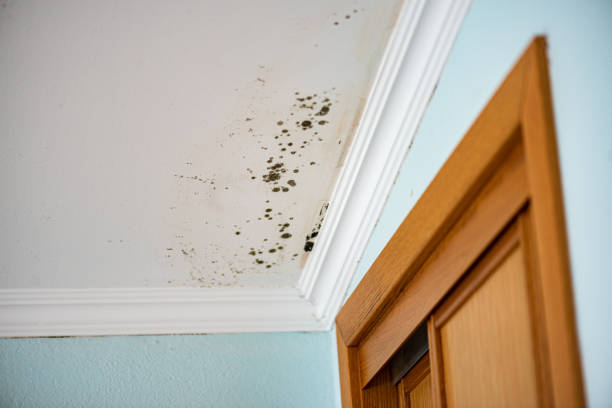 Best Certified Mold Removal  in Lake Crystal, MN