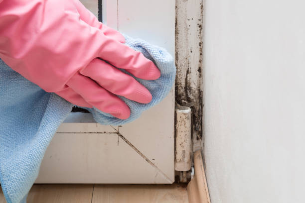 Best Residential Mold Removal  in Lake Crystal, MN