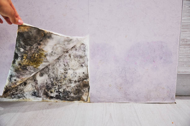 Certified Mold Removal in Lake Crystal, MN